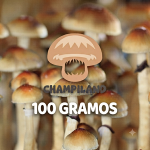 CEPA TRADICIONAL GOLDEN TEACHER 100 GRAMOS