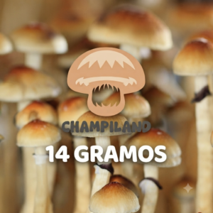 CEPA TRADICIONAL GOLDEN TEACHER 14  GRAMOS