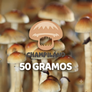 CEPA TRADICIONAL GOLDEN TEACHER 50 GRAMOS