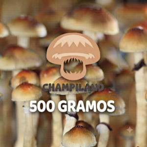 CEPA TRADICIONAL GOLDEN TEACHER 500 GRAMOS