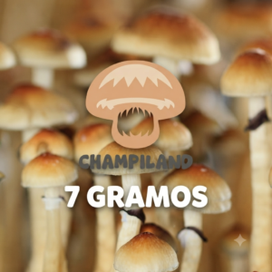 CEPA TRADICIONAL GOLDEN TEACHER 7 GRAMOS